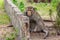 macaque monkey portrait , which name is long tailed, crab-eating or cynomolgus macaque monkey