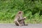 macaque monkey portrait , which name is long tailed, crab-eating or cynomolgus macaque monkey