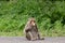 macaque monkey portrait , which name is long tailed, crab-eating or cynomolgus macaque monkey