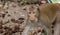 macaque monkey portrait , which name is long tailed, crab-eating or cynomolgus macaque monkey