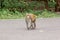 macaque monkey portrait , which name is long tailed, crab-eating or cynomolgus macaque monkey