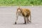 macaque monkey portrait , which name is long tailed, crab-eating or cynomolgus macaque monkey