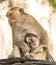 Macaque monkey protecting the newborn Child