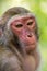 Macaque monkey with a red face portrait