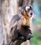 Macaque monkey scream