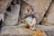 A Macaque monkey sitting at the Hanuman Temple near Jaipur, India.