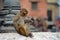 Macaque monkey, at Swayambhunath temple. Kathmandu, Nepal