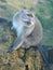 Macaque monkey at the top of the Batur volcano.