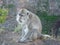 Macaque monkey at the top of the Batur volcano.