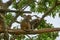 Macaque monkey on tree clean each other. Monkey Island, Vietnam, Nha Trang