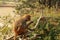 Macaque monkey on a tree in a Swayambhunath Stupa, Kathmandu