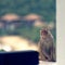 Macaque monkey on window ledge