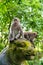 Macaque monkeys