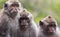 Macaque monkeys