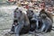 Macaque monkeys with babies nursing