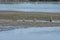 the macaque monkeys catching Sand bubbler crabs by mangrove beach.