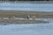 the macaque monkeys catching Sand bubbler crabs by mangrove beach.