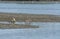 the macaque monkeys catching Sand bubbler crabs by mangrove beach.