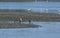 the macaque monkeys catching Sand bubbler crabs by mangrove beach.