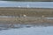 the macaque monkeys catching Sand bubbler crabs by mangrove beach.