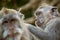 Macaque monkeys grooming