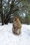 Macaque Monkeys sitting on ground in the great Atlas forests of Morocco, Africa After snow storm in mountains in Azrou forest