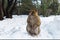 Macaque Monkeys sitting on ground in the great Atlas forests of Morocco, Africa After snow storm in mountains in Azrou forest