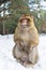 Macaque Monkeys sitting on ground in the great Atlas forests of Morocco, Africa After snow storm in mountains in Azrou forest