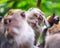 Macaque monkeys at Ubud Monkey Forest in Bali