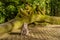 Macaque monkeys at Ubud Sacred Monkey Forest Sanctuary a nature