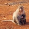 Macaque mother and baby