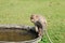 Macaque mother holding baby to drink water