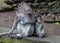 Macaque Mother Monkey and Child