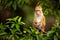 Macaque in nature habitat, Sri Lanka. Detail of monkey, Wildlife scene from Asia. Beautiful colour forest background. Macaque in t