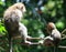 Macaque Parent and Baby