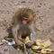 Macaque peeling banana in Myanmar