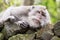 Macaque portrait (Macaca fascicularis) in Sacred Monkey Forest, Bali.