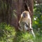 Macaque sitting on a tree in Gunung Leuser National Park