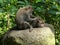 Macaque on stomach being deloused at ubud, bali
