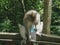 A macaque with a water bottle ubud monkey forest, bali