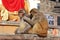 Macaques apes - Monkey Temple - Kathmandu - Nepal