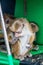 Macaques eating a food inside a tuk tuk parked in Thangamale sanctuary near Haputale, Sri Lan