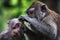 Macaques engaging in classic grooming behavior in Ubud Monkey Forest, Bali, Indonesia