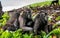 Macaques Family. Celebes crested macaques and cub.