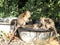 Macaques funny swim in a large basin in the jungle in the afternoon