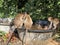 Macaques funny swim in a large basin in the jungle in the afternoon