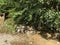 Macaques funny swim in a large basin in the jungle in the afternoon