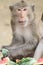 Macaques monkey live in a natural forest