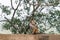 Macaques near Sigiriya rock or Lion Rock Fortress