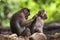 Macaques playing and fighting to each other in the dark tropical forest in the Sanjay Gandhi National Park Mumbai Maharashtra Indi